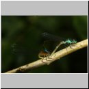 Ischnura elegans - Grosse Pechlibelle 14.jpg